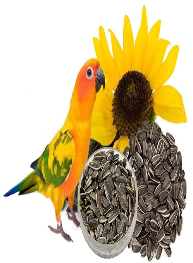 PMK Striped Sunflower Seed - 900g, Birds Food for Conures, Lovebirds, Cockatiels, African Grey, Macaws, Cockatoo,Parakeets, Parrots and Exotic Birds Ingredients, Nutrient-Rich Birds Food, Pack of 1 - Image 2